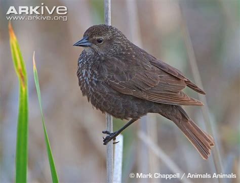 Tricolored blackbird (female) | Black bird, Photo, Image