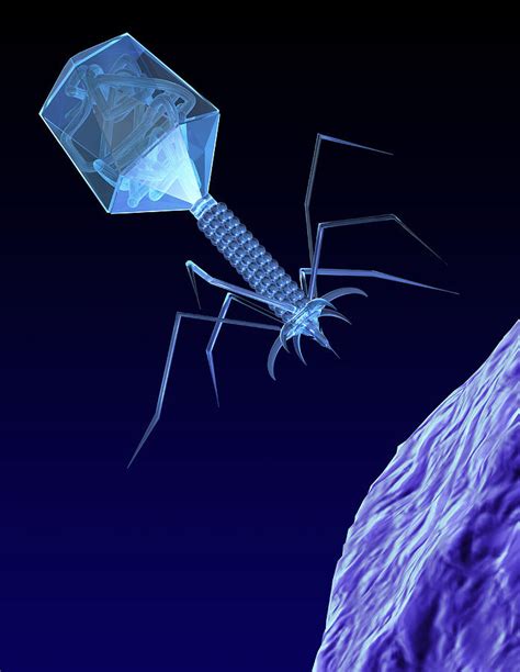 Bacteriophage Virus Photograph by Coneyl Jay - Fine Art America