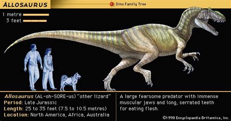 Allosaurus | Jurassic predator, carnivorous, bipedal | Britannica