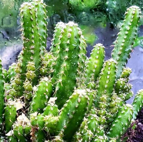 Fairy Castle Cactus - Nature Nursery - Central India's Biggest Nursery in Indore