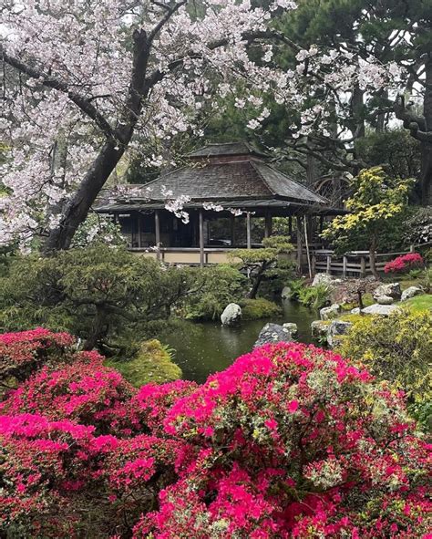 Cherry Blossoms Are In Bloom At SF's Japanese Tea Garden