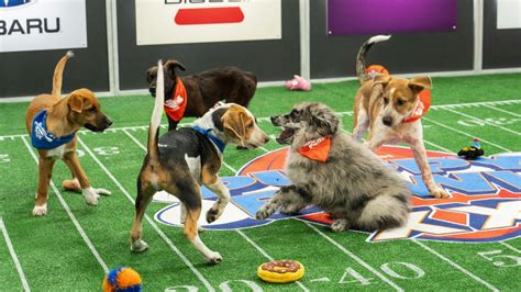 Team Ruff fetches win, upsetting Team Fluff in Puppy Bowl 2024