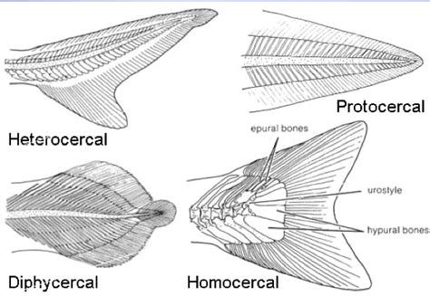 #ichthyology on Tumblr