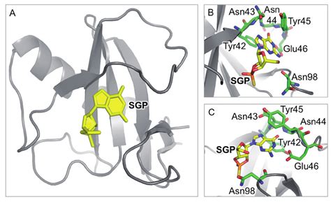 Crystal structure of RNase T1 in complex with 2',3'-CGPS and 3'-GMP ...