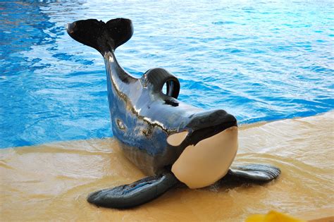 Petition: Shut Down Loro Parque and Send Their Captive Orcas to ...