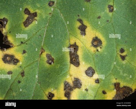 Leaf spot or alternaria blight (Alternaria helianthi) discreet spots ...