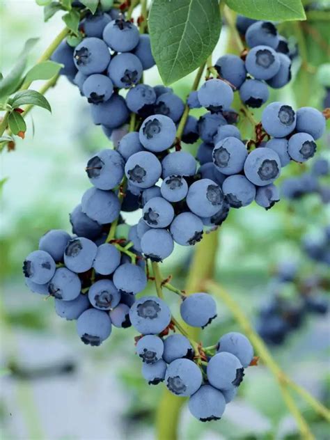 How to Grow Blueberries In a Pot or in Your Garden - Plant Instructions