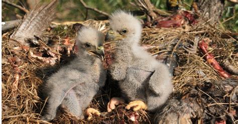 Baby Eagles: 6 Amazing Facts & 6 Eaglet Pictures! - A-Z Animals