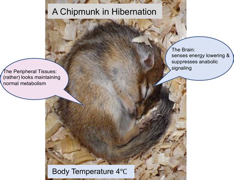 Hibernating chipmunk’s brain senses loss of energy – Atlas of Science