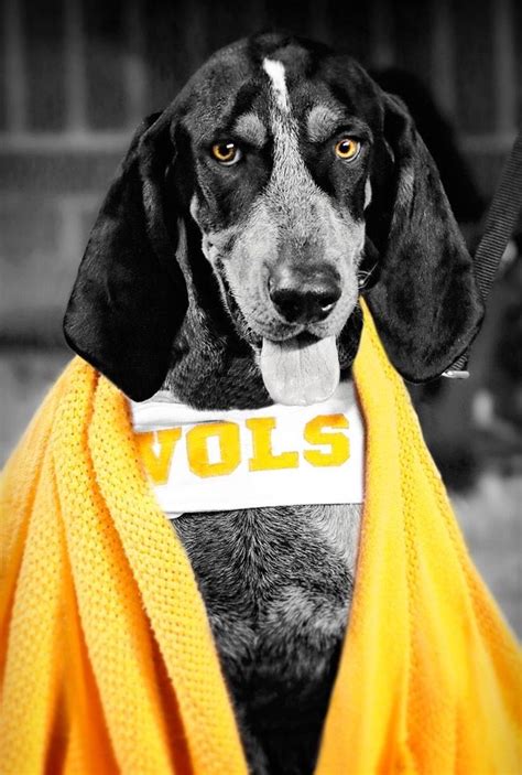 Sweet Smokey Dog | Tennessee volunteers football, Tennessee football, Tennessee mascot