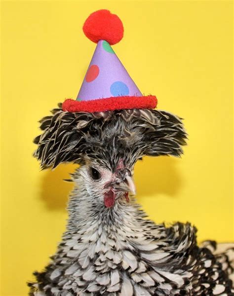 Happy Birthday Happy Birthday Chicken Homemade Cards - vrogue.co