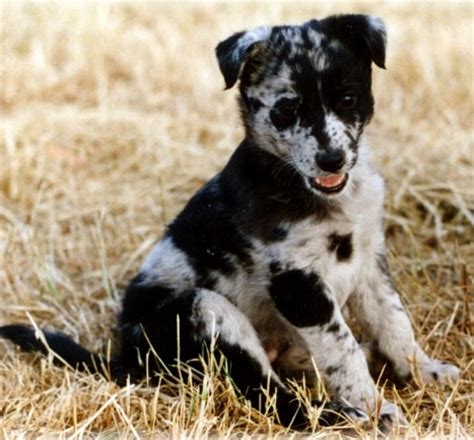 Koolie - Puppies, Rescue, Pictures, Information, Temperament ...