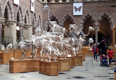 Family Days Out: Oxford University Museum of Natural History