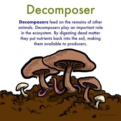 Do Decomposers Eat Dead Animals at Darryl Lovelace blog