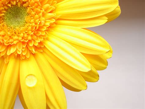 🔥 [68+] Yellow Flower Wallpapers | WallpaperSafari