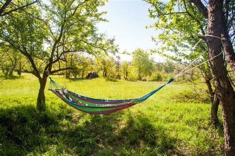 Hammock Hanging between Trees on Green Field at Sunny Day Stock Photo ...