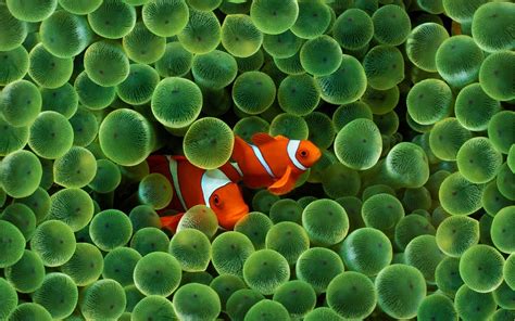 fish, Sea, Water, Finding Nemo, Animals, Clownfish, Sea anemones, Apple ...