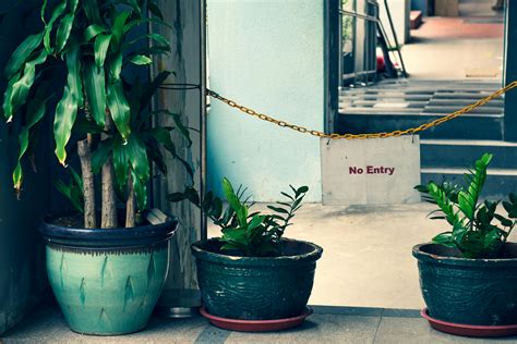 Three Green-leafed Plants On Colored Planters Indoors Behind A No Entry Sign Hanging On A Chain ...