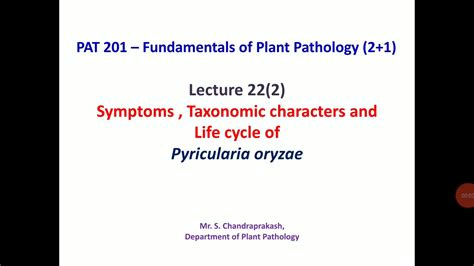 Lecture 22 (2) - Symptoms and life cycle of Pyricularia oryzae - PAT 201 - YouTube