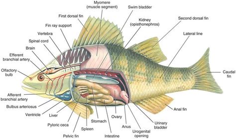 perch model | ichthyology study material | Pinterest | Models