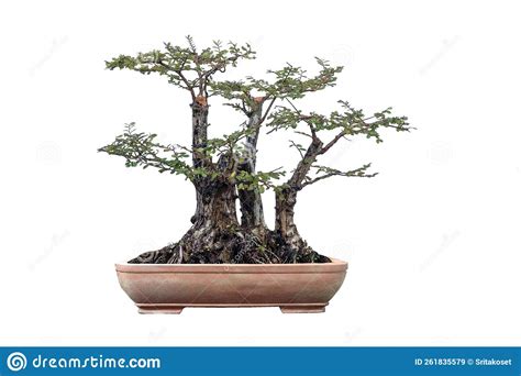 Phyllodium Pulchellum L. In Clay Pots Used To Create A Tall Bonsai ...