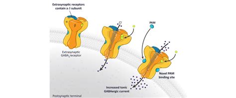 GABA-A Receptor Pathway – The Biochemistry of Sleep