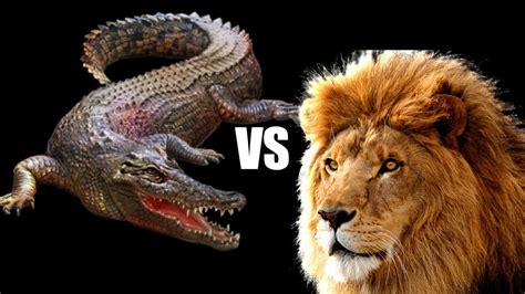 Lion VS Crocodile Great Battle | Most Amazing Moments Of Wild Animal Fight - YouTube