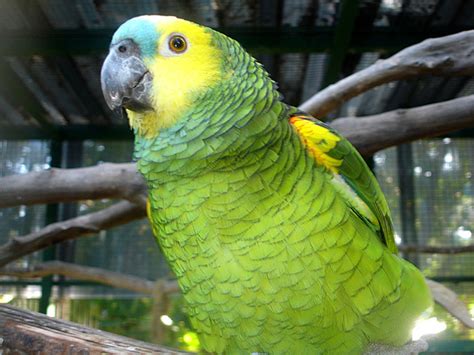 Free South American Parrots Stock Photo - FreeImages.com