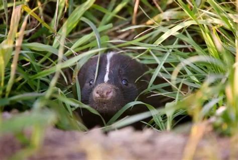 Do Skunks Burrow? What Does A Skunk Hole Look Like