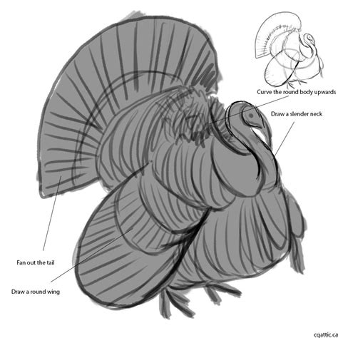 Realistic Turkey Drawing in 4 Steps With Photoshop | Turkey drawing, Drawings, Thanksgiving drawings