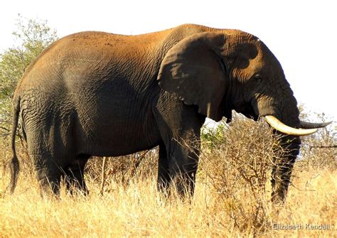 "Loxodonta africana" by Elizabeth Kendall | Redbubble