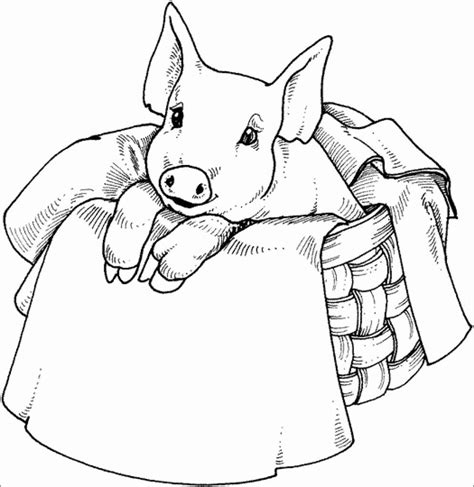 Pig Coloring Pages - ColoringBay