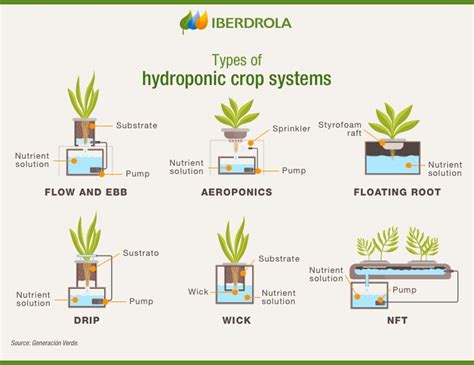 Sustainable Solutions: Hydroponics and Sustainability - Mindcull