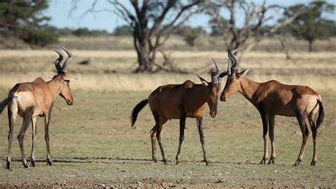 Red Hartebeest Antelope (Alcelaphus Buselaphus) Playing In The Sand, Kalahari Desert, South ...