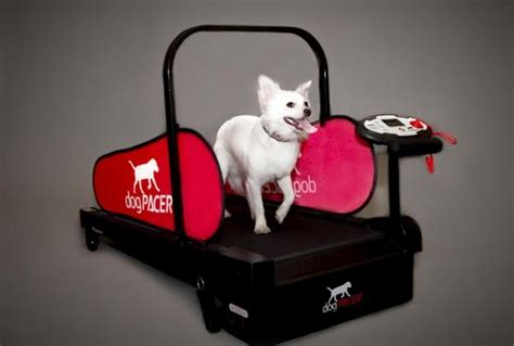 Dog Treadmill » Petagadget