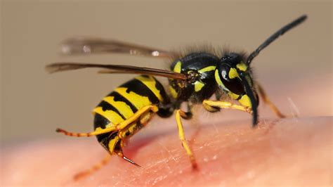 Wasp Venom Offers Hope Against Lung Diseases