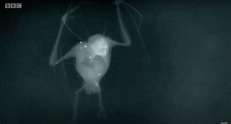 X-Ray Video of Flying Bat Shows Incredible Flapping Fingers - Nerdist