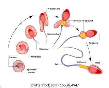 1,306 Sperm Development Images, Stock Photos & Vectors | Shutterstock