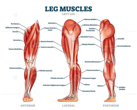 Leg muscle anatomical structure, labeled front, side and back view diagrams - VectorMine