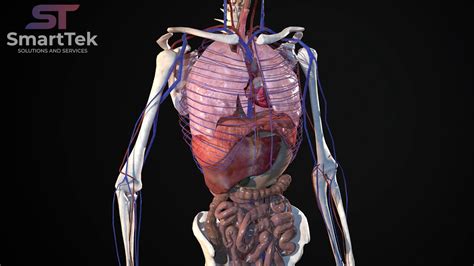 Full 3D Human Body Anatomy - YouTube