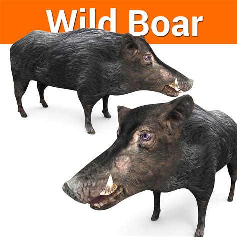 3D Wild Boar 3D Model hunter game-ready | CGTrader