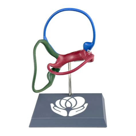 Membranous Labyrinth Inner Ear Model | Vestibular First