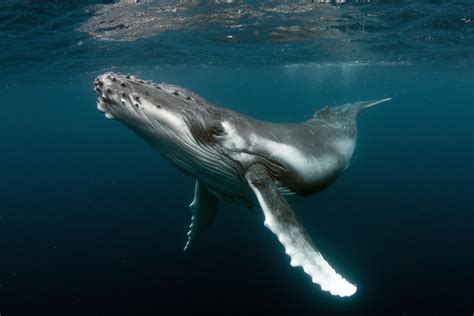 Le monde peut tout faire mais pas sauver une baleine de 8 mètres ...