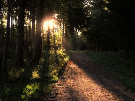 Free stock photo of autumn, dawn, forest