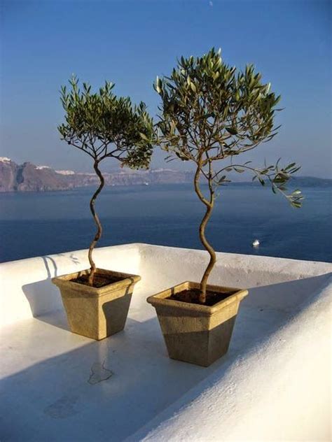 Olive trees in Santorini's view | Potted olive tree, Santorini, Santorini greece