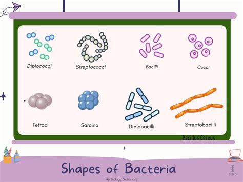 Morphology Of Bacteria- Sizes, Shapes, Arrangements,, 55% OFF