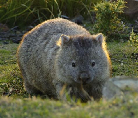 88 best images about ️ Wombat ️ on Pinterest | Wombat, Little babies and Sugar gliders