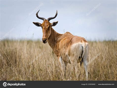 Antelope African Savannah Natural Environment Antelope Habitat Hoofed Horned Animal — Stock ...