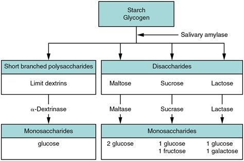 Chemical Digestion and Absorption: A Closer Look · Anatomy and Physiology