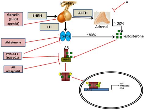 Schematic representation of AR regulation in prostate cancer and agents ...